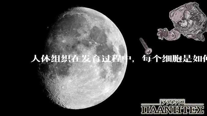 人体组织在发育过程中，每个细胞是如何确定自己在宏观结构是的位置的？
