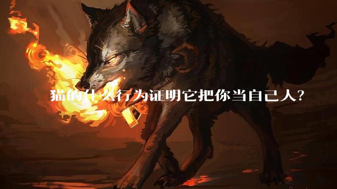 猫的什么行为证明它把你当自己人？